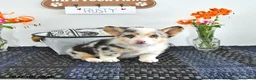 Welsh Corgi Pembroke dogs for sale: Rusty - Ad 4
