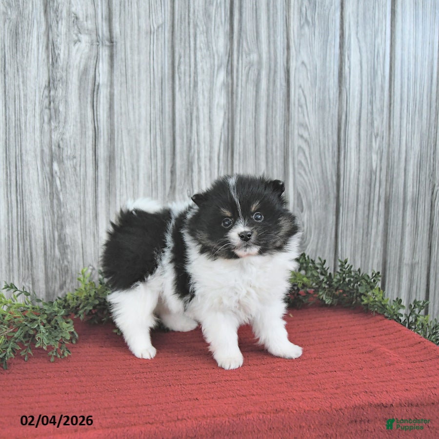 Pomeranian dogs Cody - Ad 2
