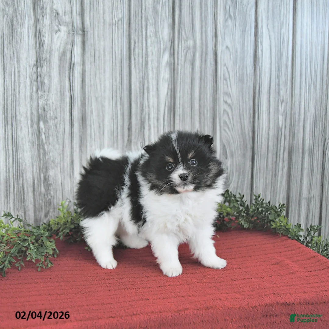 Pomeranian dogs for sale: Cody - Ad 2