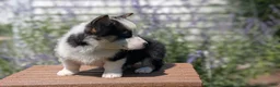 Welsh Corgi Pembroke dogs for sale: Logan - Ad 8