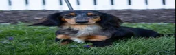 Miniature Dachshund dogs for sale: Miniature Dachshund Opal - Ad 2