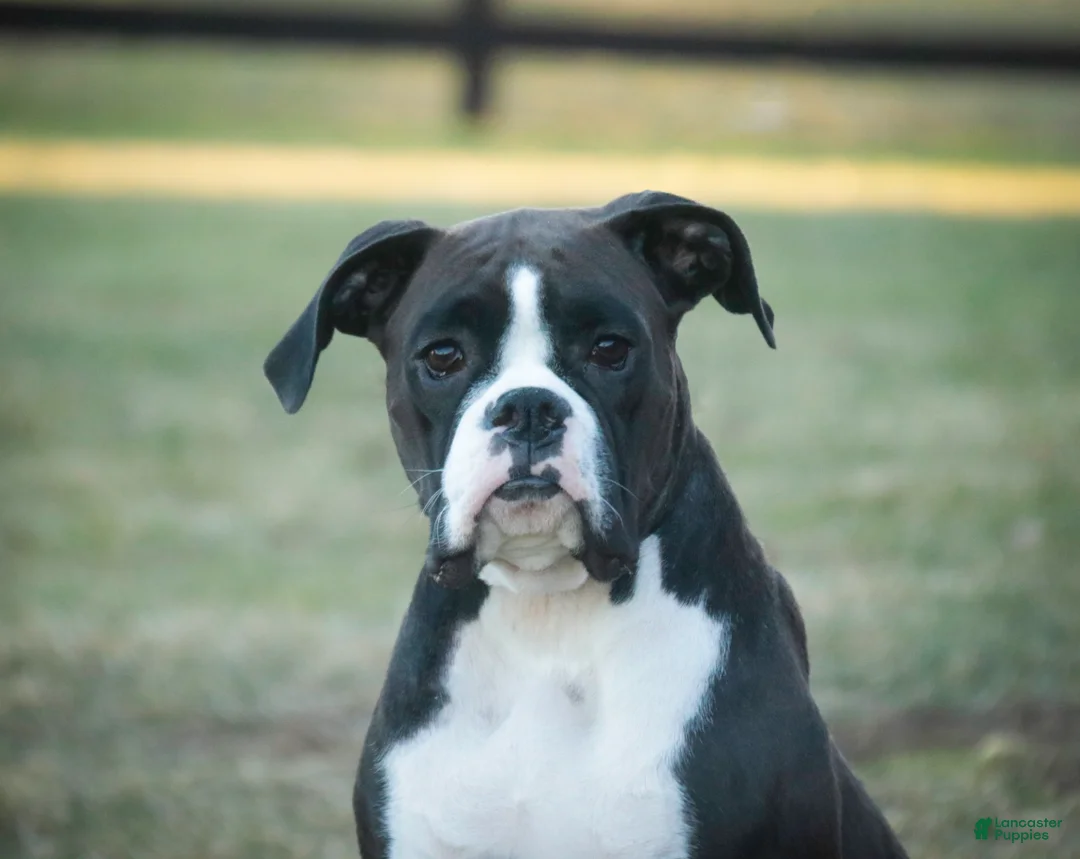 Boxer dogs for sale: Harry - Ad 6