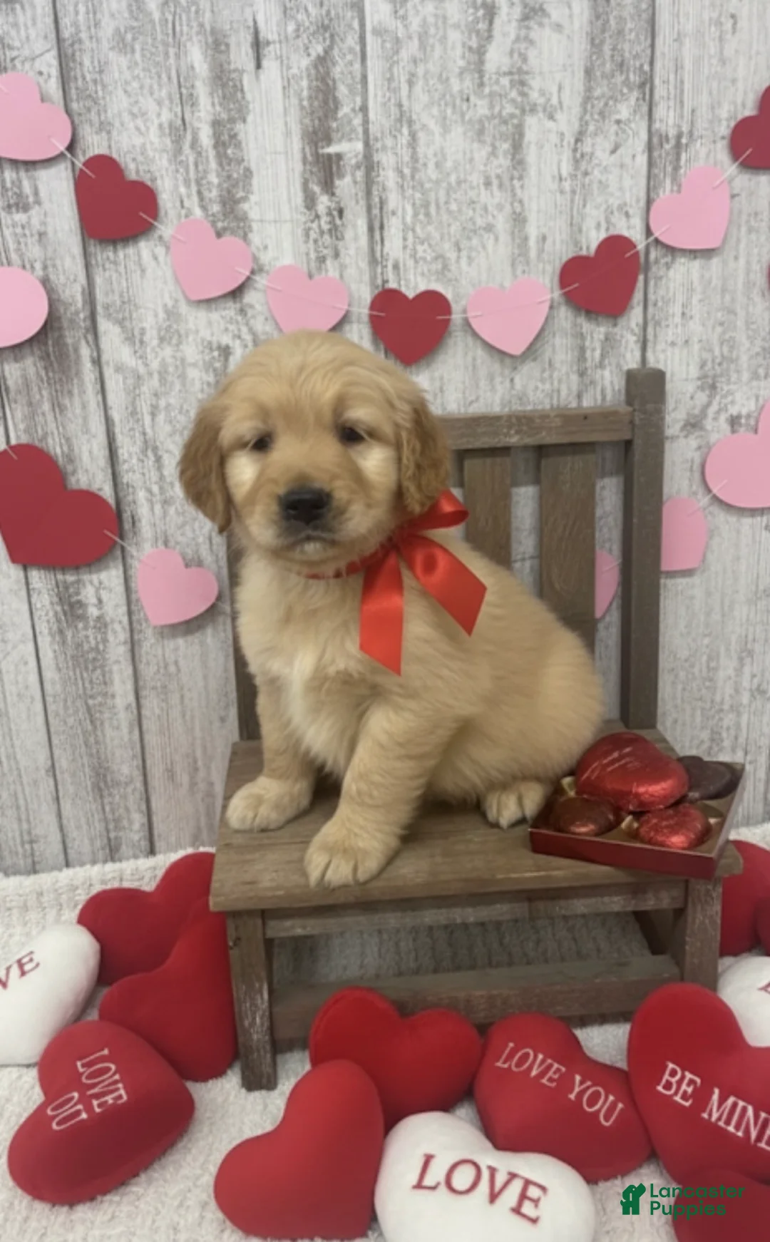 Golden Retriever dogs for sale: Golden Retriever Puppy 2 - Ad 1