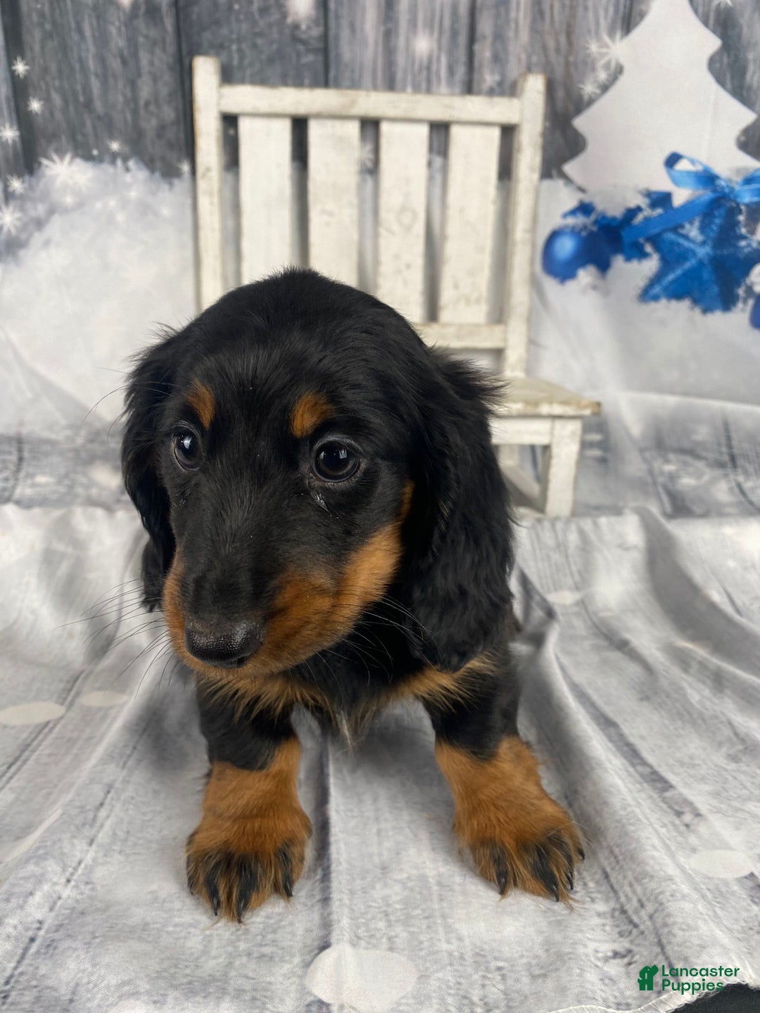 Miniature Dachshund dogs for sale: Daisy - Ad 3
