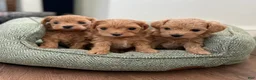Maltipoo dogs for sale: Dave - Ad 13