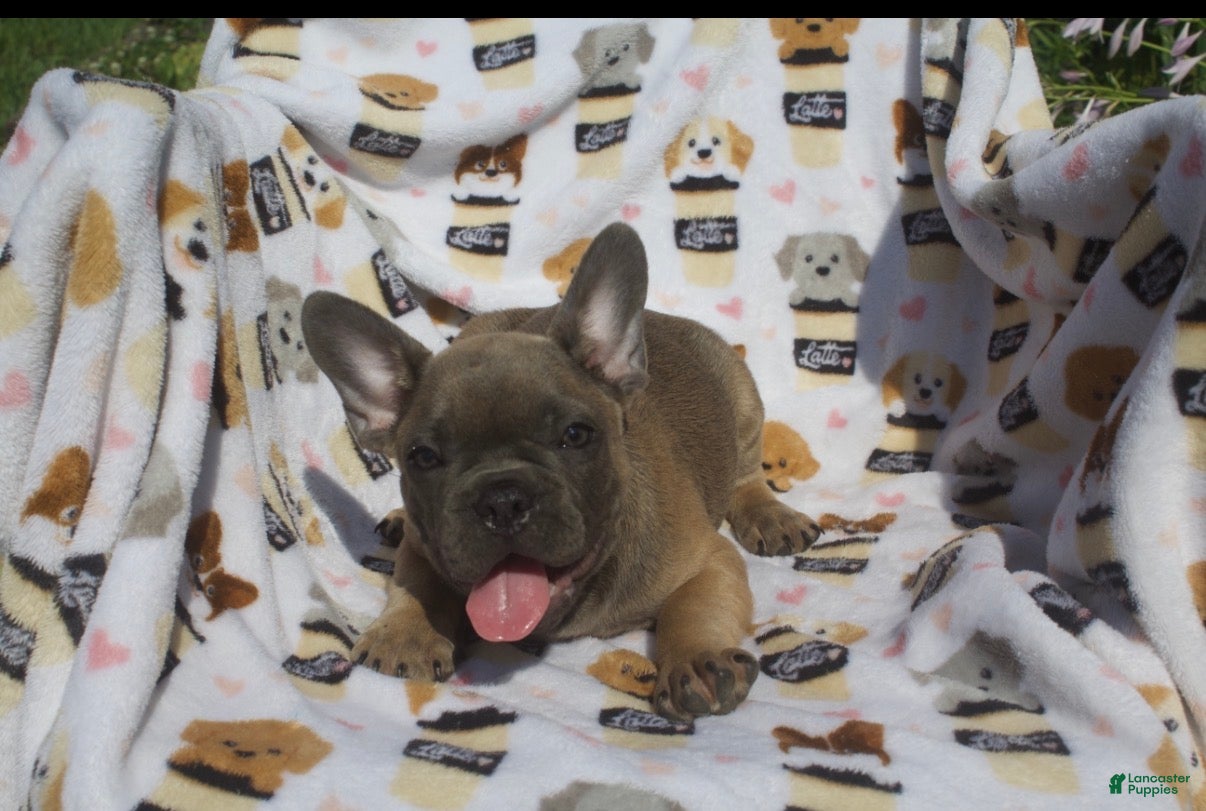 French Bulldog dogs French Bulldog 1 - Ad 1