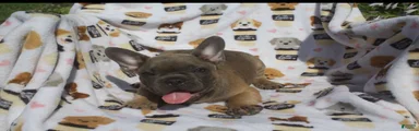 French Bulldog 1