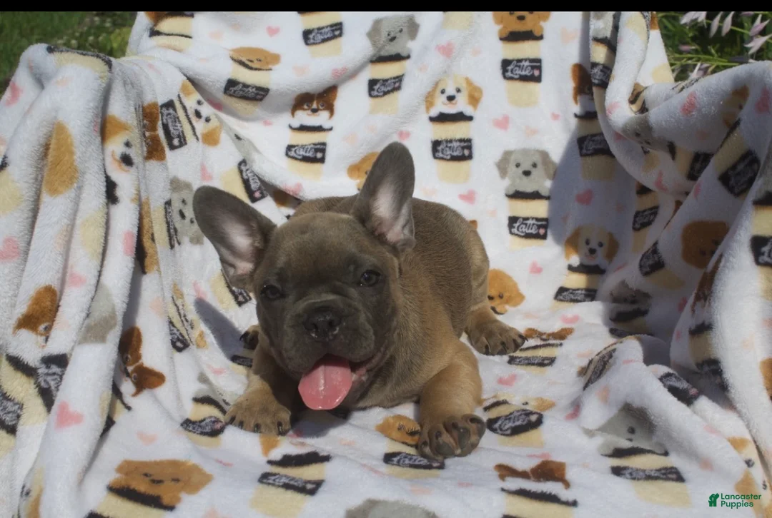 French Bulldog dogs for sale: French Bulldog 1 - Ad 1