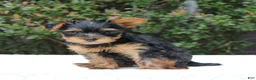Yorkshire Terrier dogs for sale: Remmy  - Ad 3