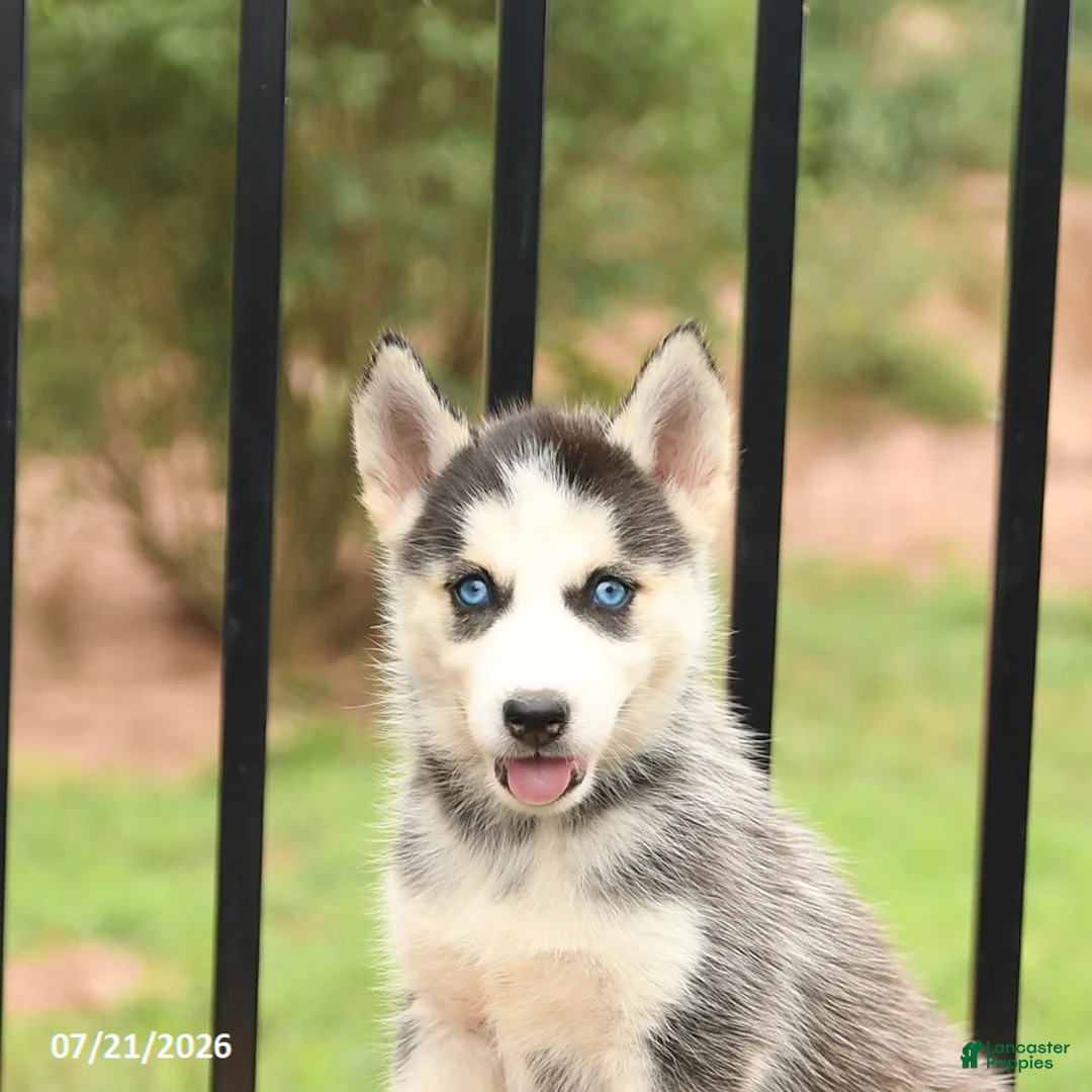Siberian Husky dogs for sale: Bella   - Ad 5
