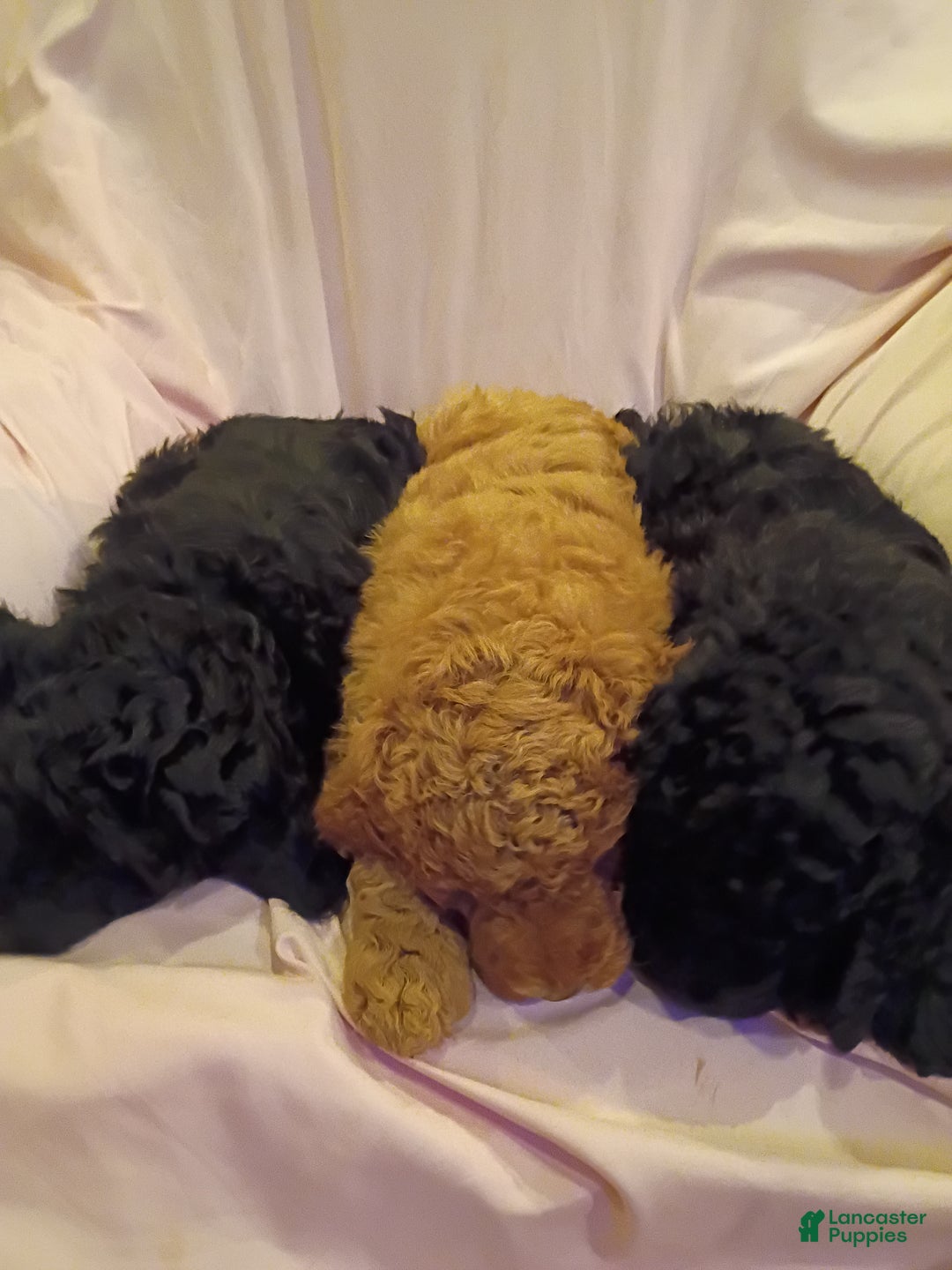 Mixed Breed dogs for sale: Mixed Breed Puppy 3 - Ad 2