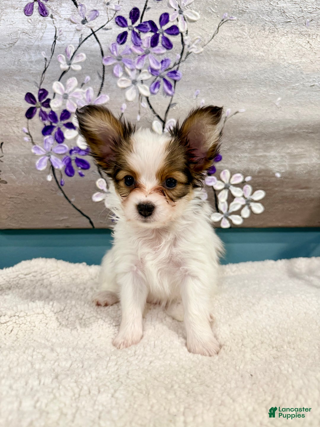 Papillon dogs for sale: Daisy  - Ad 5