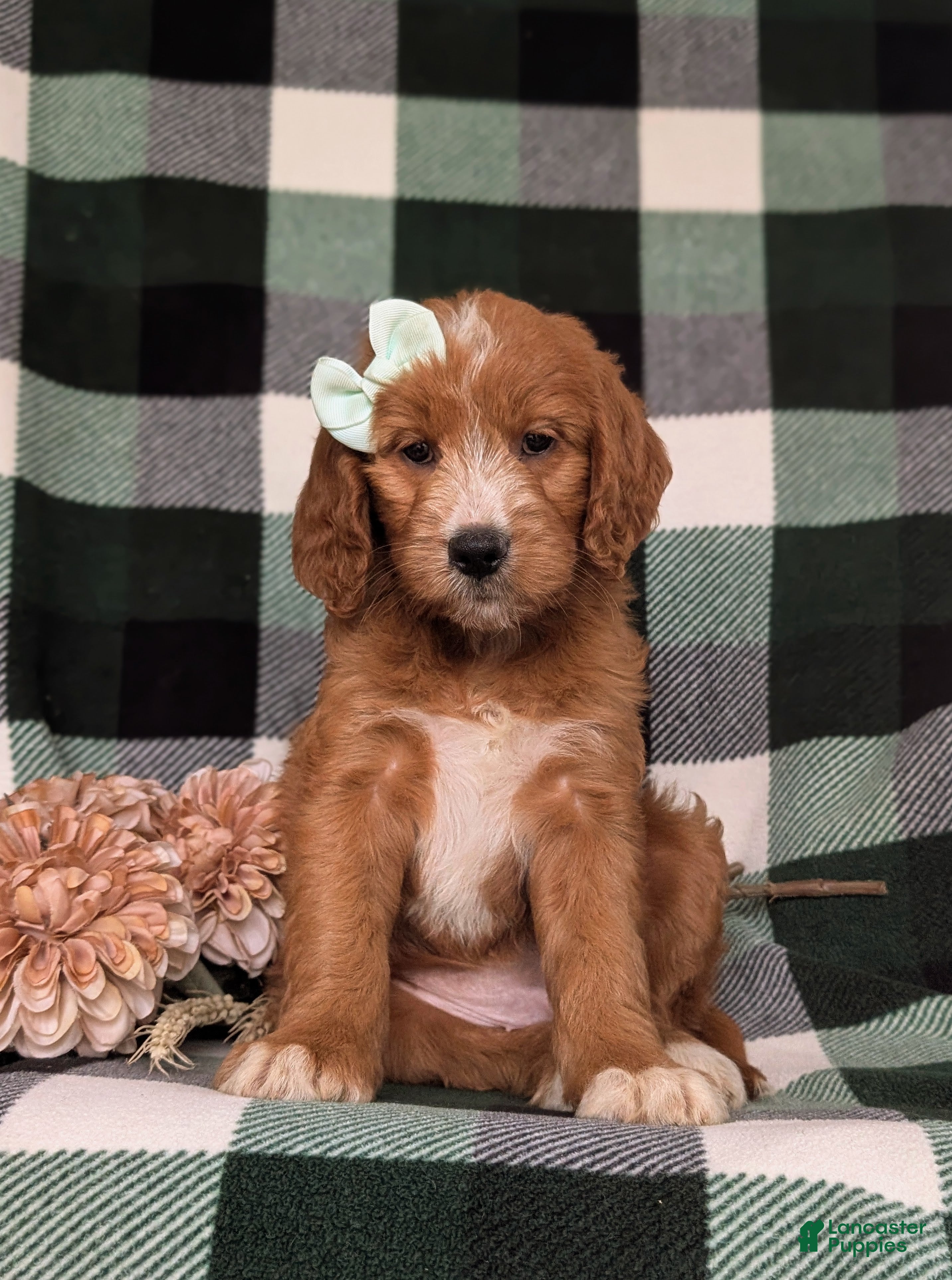 Goldendoodle dogs Viktoria - Ad 2
