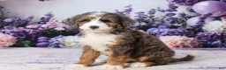 Bernedoodle dogs for sale: Lillie - Ad 5