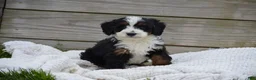 Mini Bernedoodle dogs for sale: Lenny - Ad 2
