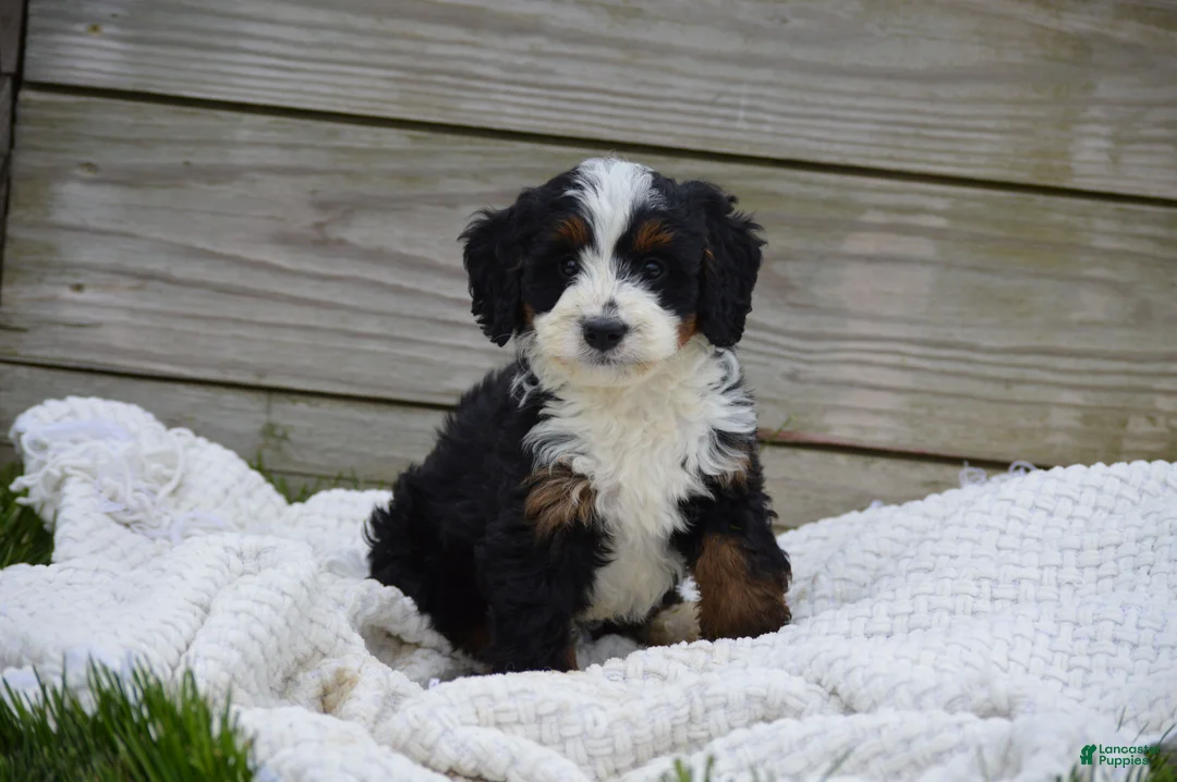 Mini Bernedoodle dogs for sale: Lenny - Ad 2