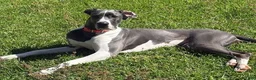 Mixed Breed dogs for sale: Phoebe - Ad 3