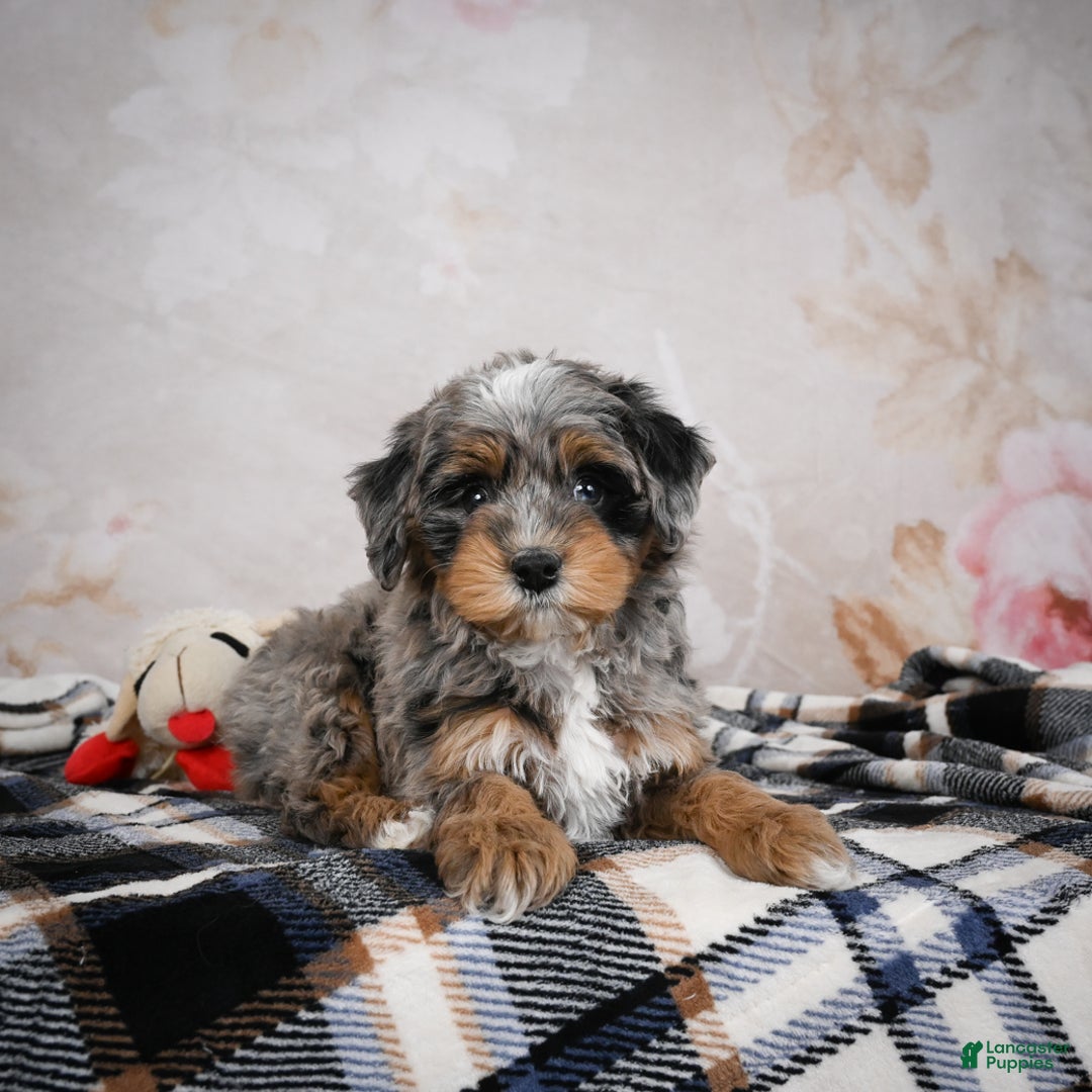 Bernedoodle dogs for sale: Gigi - Ad 3