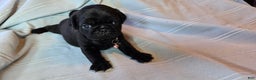 Pug dogs for sale: Elvira - Ad 2