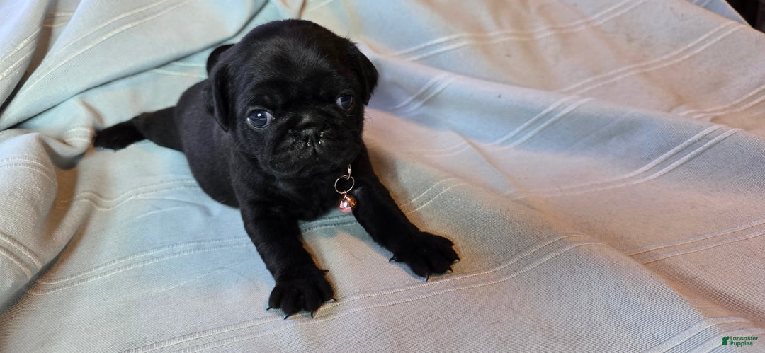 Pug dogs for sale: Elvira - Ad 2