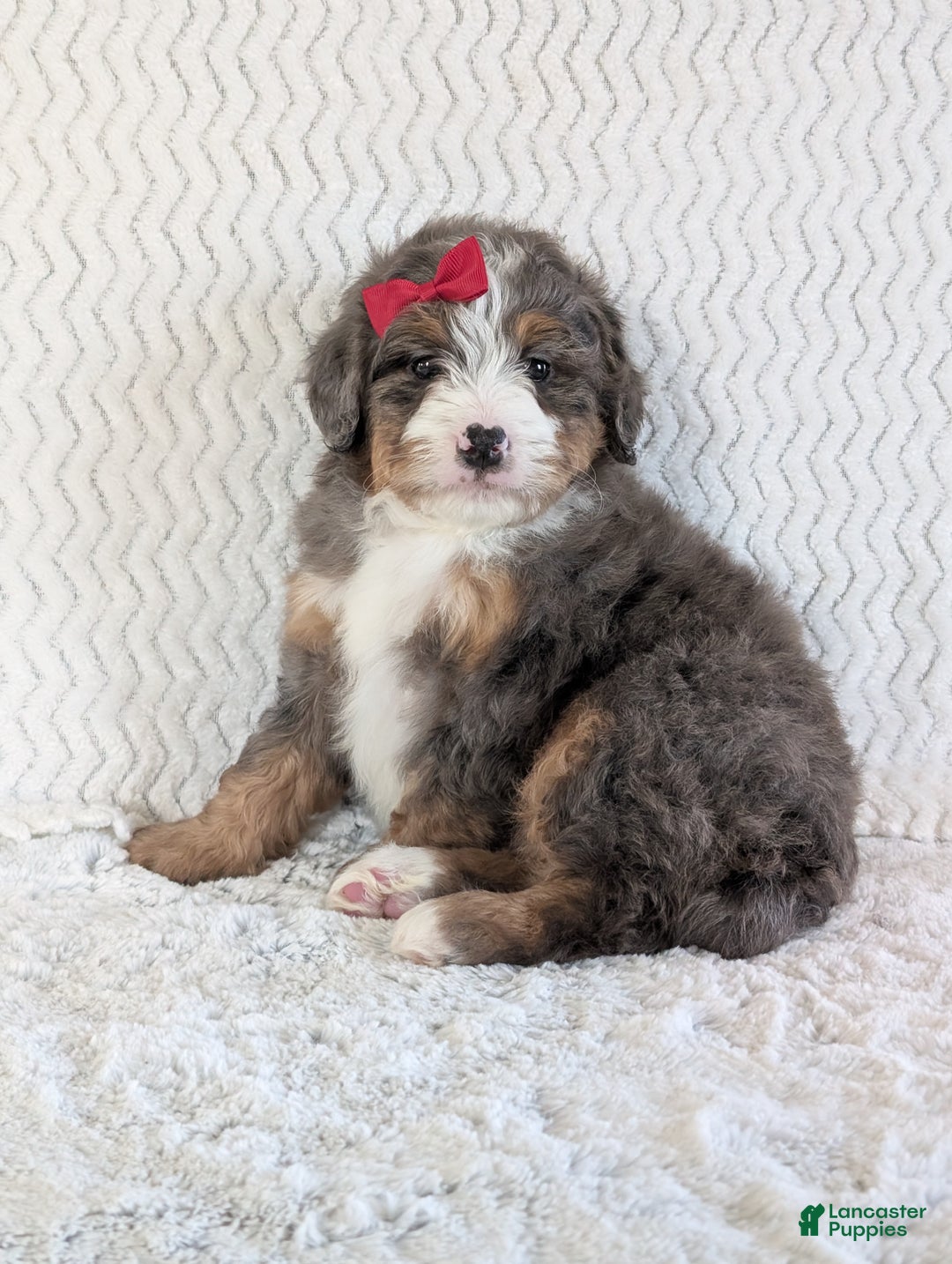 Mini Bernedoodle dogs for sale: Mini Wyatt  - Ad 14