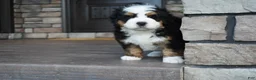 Mini Bernedoodle dogs for sale: Jax - Ad 6