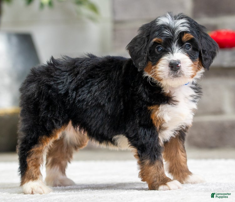 Mini Bernedoodle dogs Remy - Ad 42