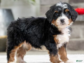 Mini Bernedoodle dogs Remy - Ad 42