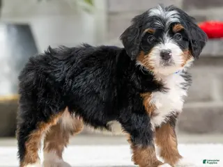 Mini Bernedoodle dogs Remy - Ad 33
