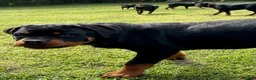 Rottweiler dogs for sale: Leo - Ad 3