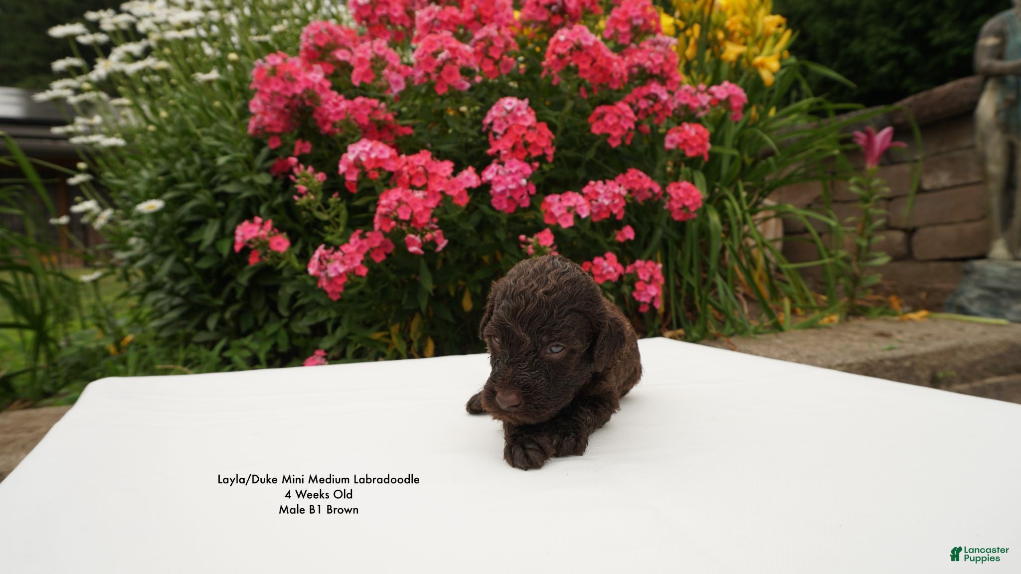 Miniature Labradoodle dogs LD B1 - Ad 2
