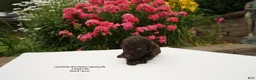 Miniature Labradoodle dogs for sale: LD B1 - Ad 3