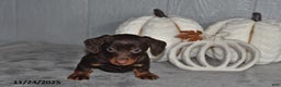 Miniature Dachshund dogs for sale: Cocoa - Ad 4