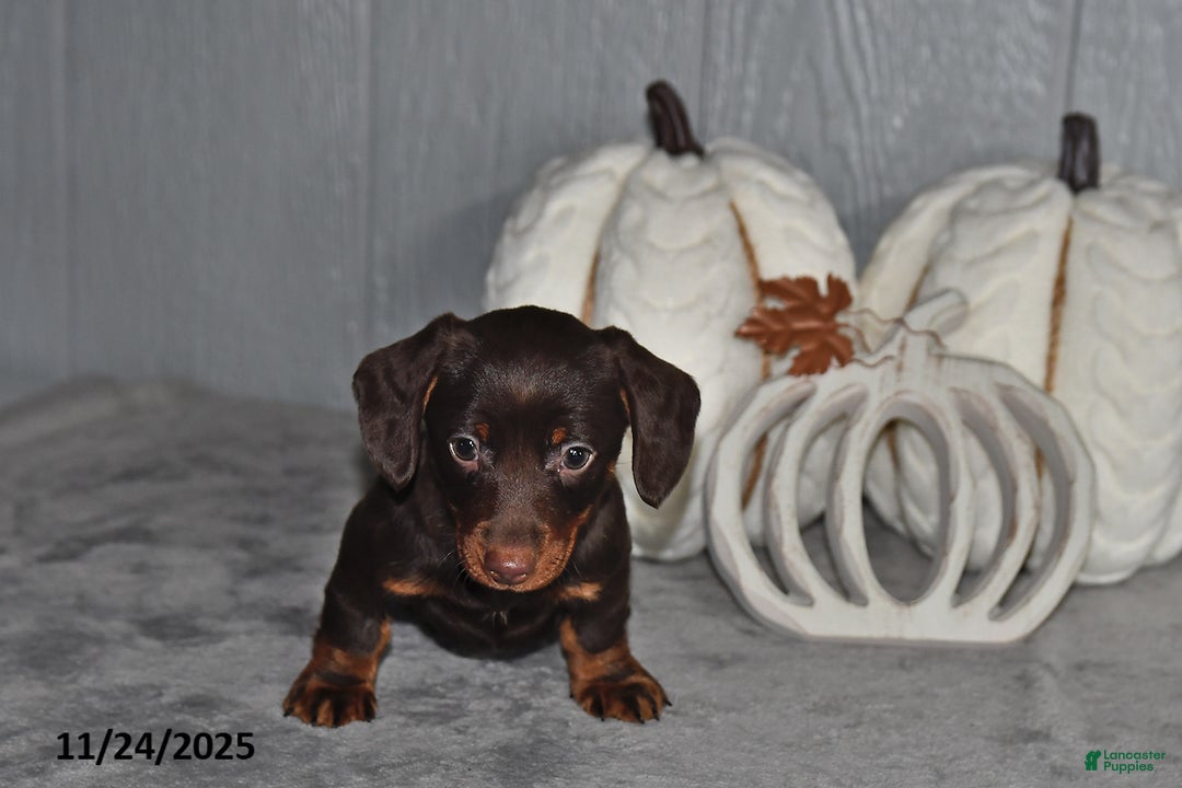 Miniature Dachshund dogs for sale: Cocoa - Ad 4