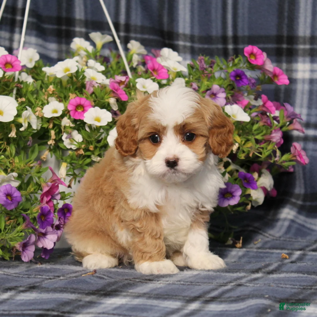Cavapoo dogs for sale: BJ's Wanda - Ad 1