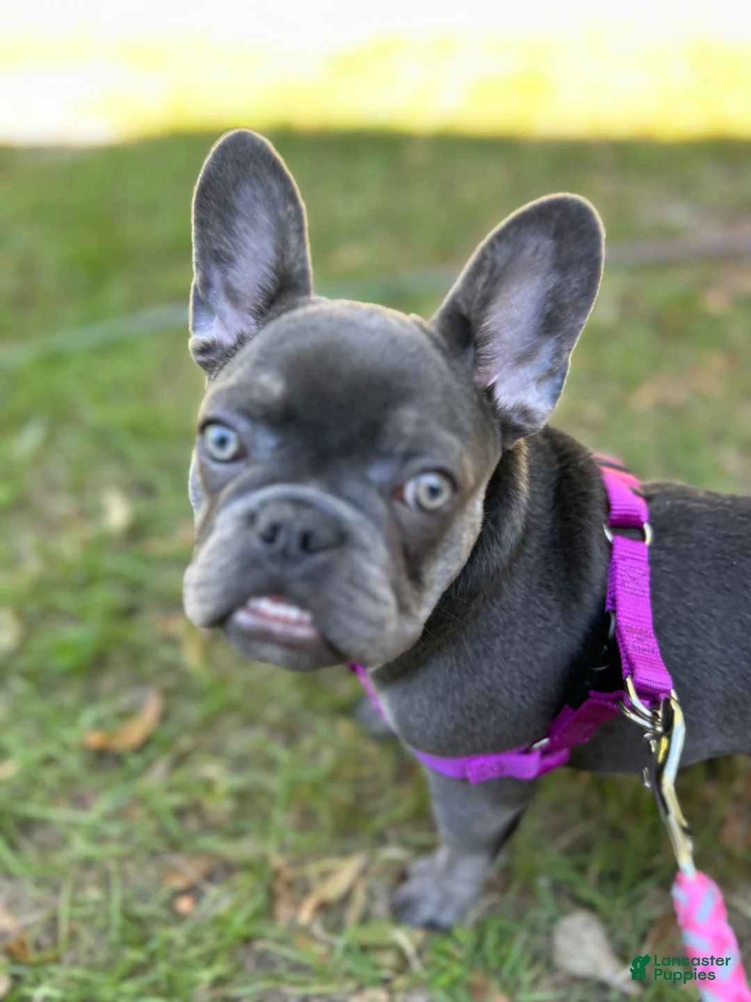 French Bulldog dogs for sale: French Bulldog 2 - Ad 1