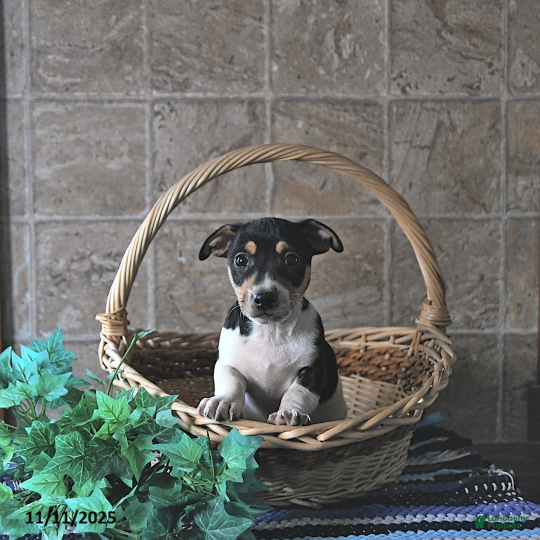 Jack Russell Terrier dogs for sale: Ace - Ad 4