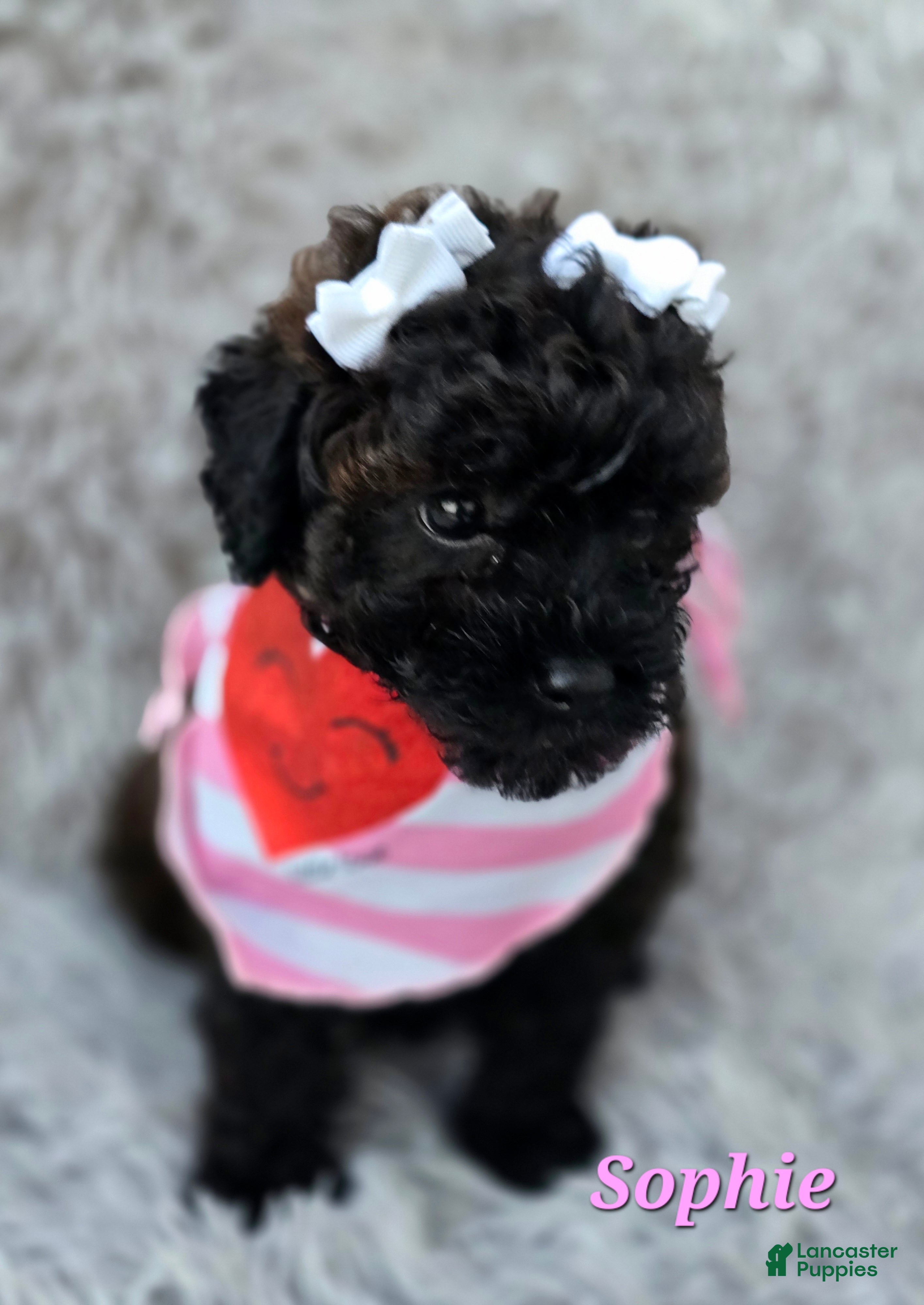 Toy Poodle dogs Sophie - Ad 2