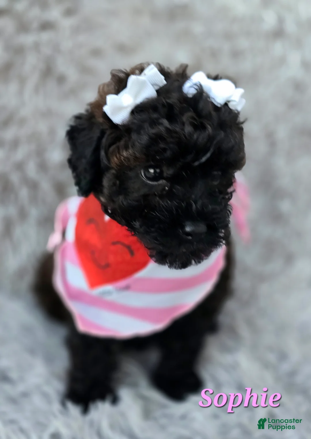 Toy Poodle dogs for sale: Sophie - Ad 2