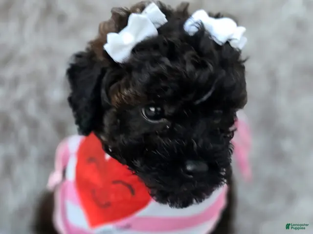 Toy Poodle dogs Sophie - Ad 2