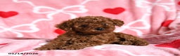 Toy Poodle dogs for sale: Timothy - Ad 4