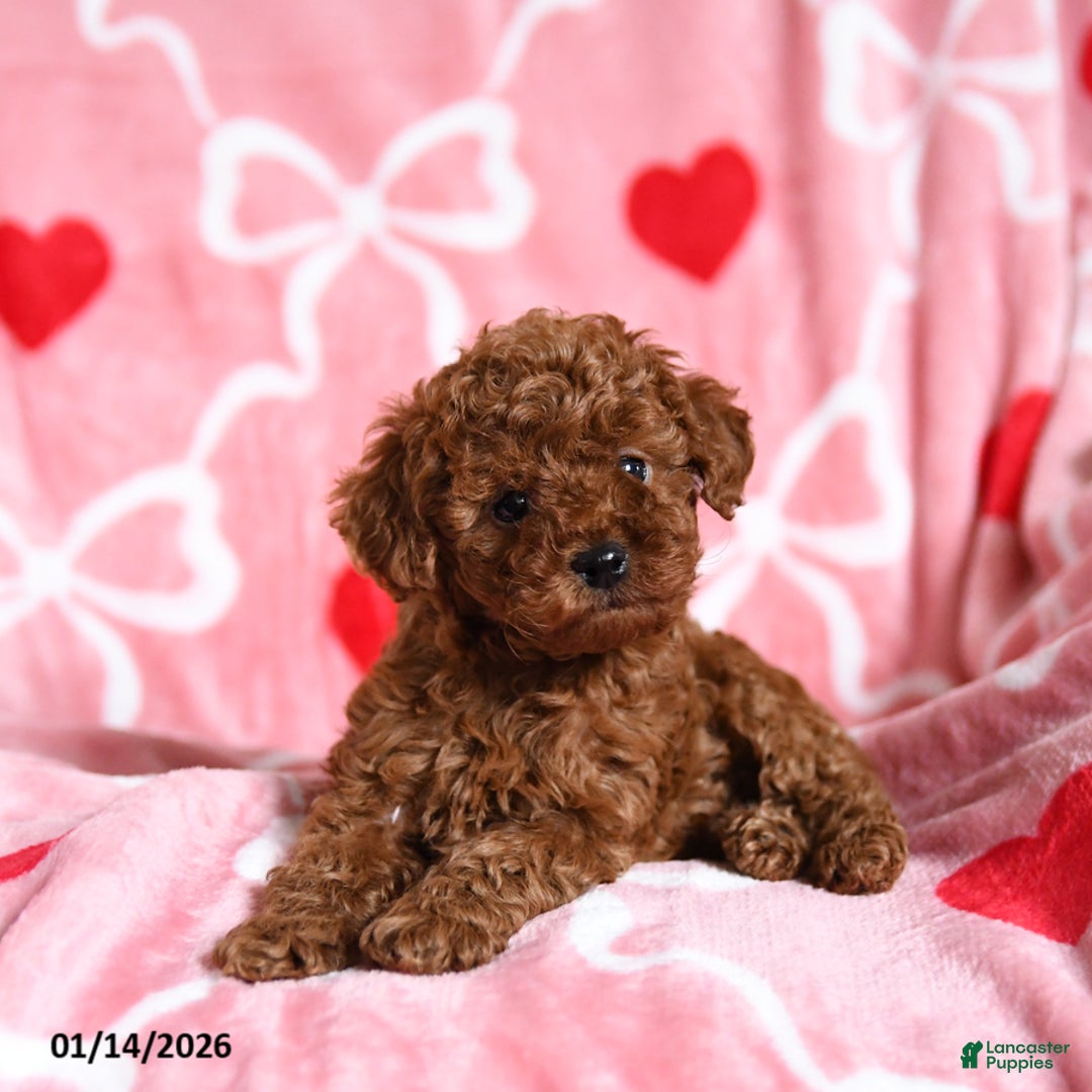 Toy Poodle dogs for sale: Timothy - Ad 4