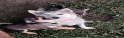 Pomsky dogs for sale: Pomsky 1 - Ad 7