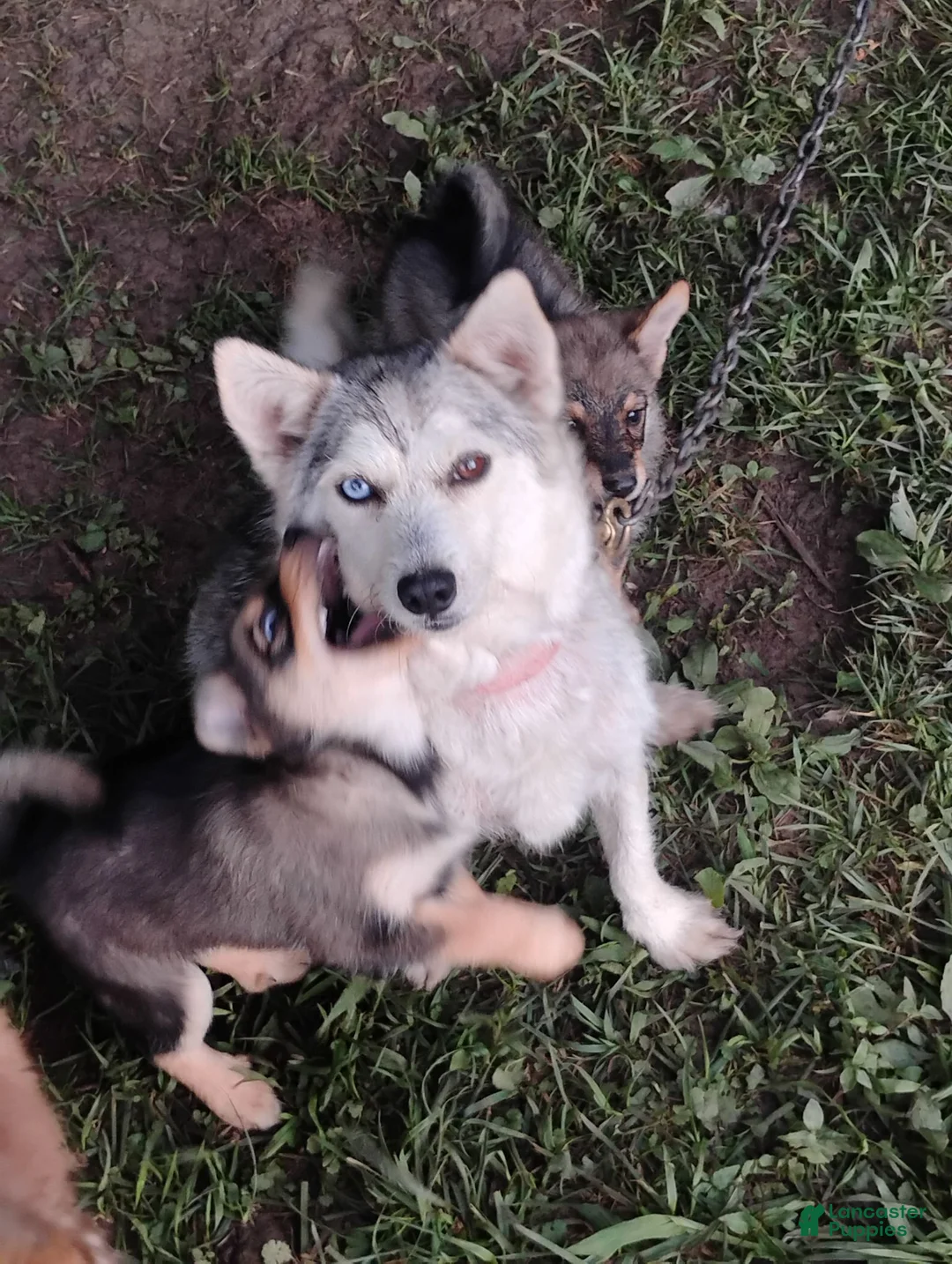 Pomsky dogs for sale: Pomsky 1 - Ad 7