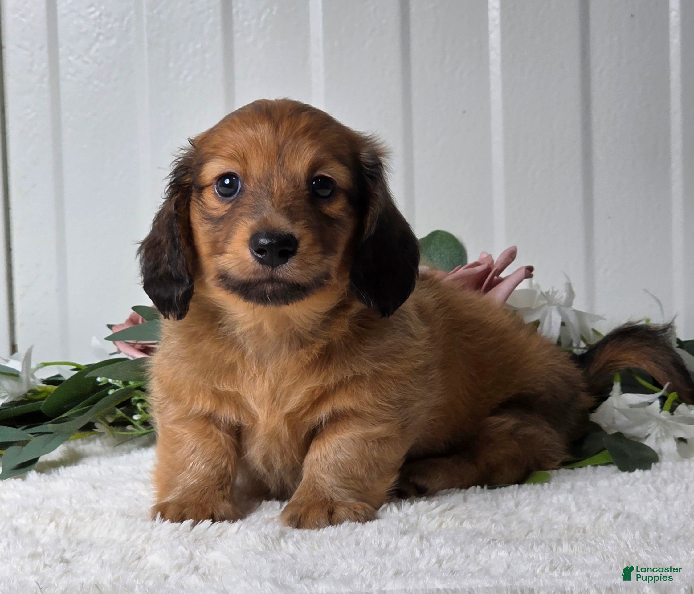 Miniature Dachshund dogs Mickey - Ad 2