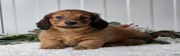 Miniature Dachshund dogs for sale: Mickey - Ad 2