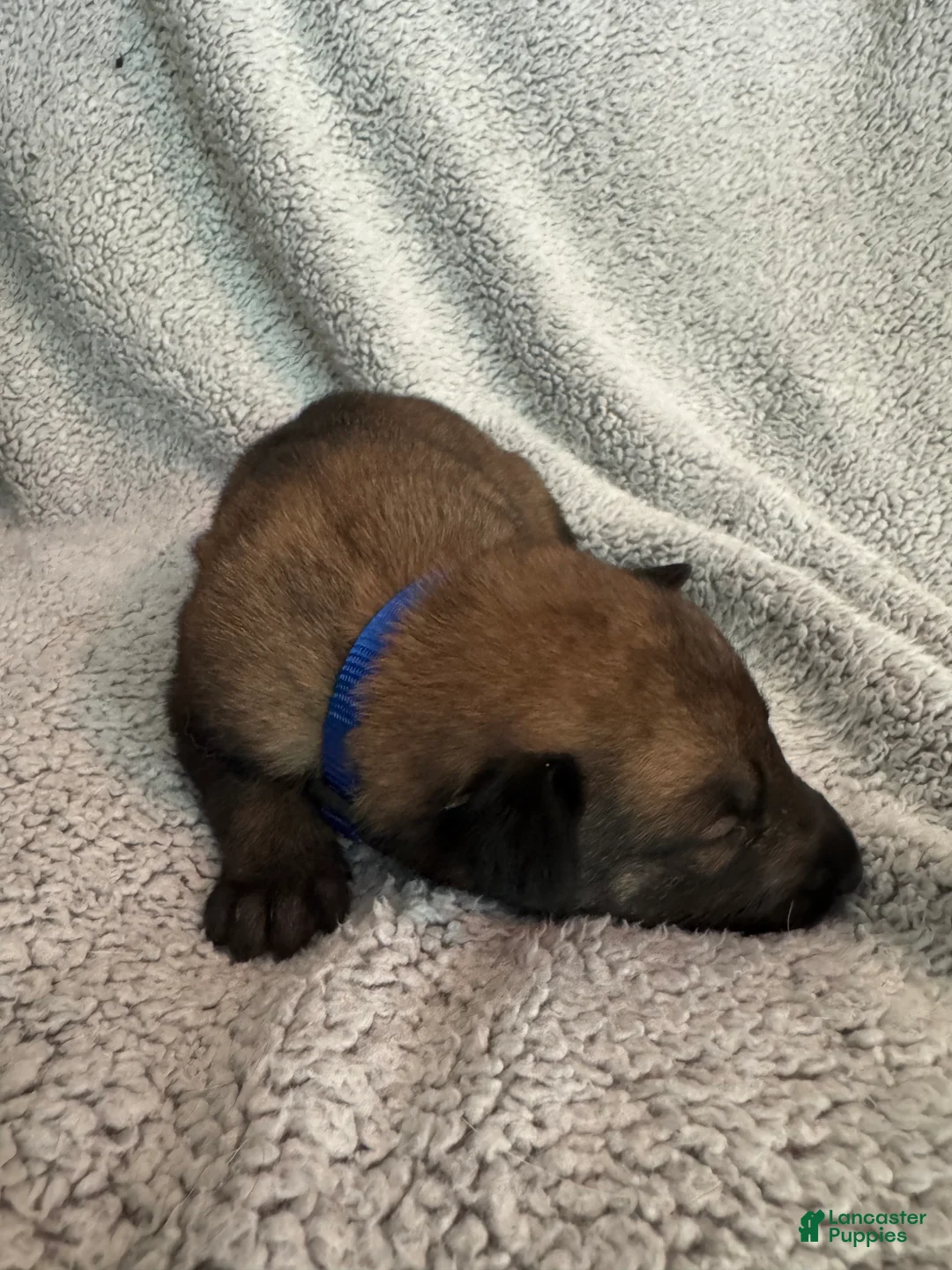 Belgian Malinois dogs for sale: Belgian Malinois 3 - Ad 1