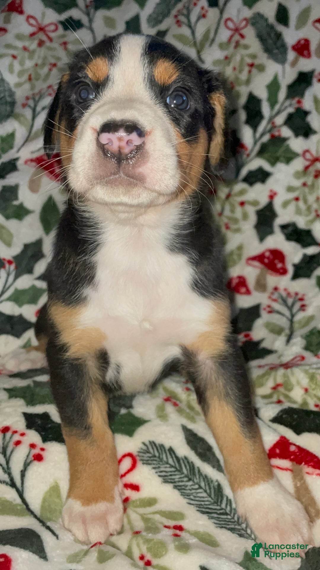 Greater Swiss Mountain Dog dogs for sale: Tinsel Town - Ad 1