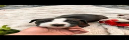 American Pit Bull Terrier dogs for sale: American Pit Bull Terrier 2 - Ad 4
