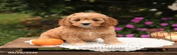 Cockapoo dogs for sale: Twinkle - Ad 2